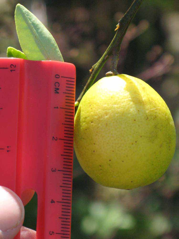            Fruit (Winter Haven, FL)   